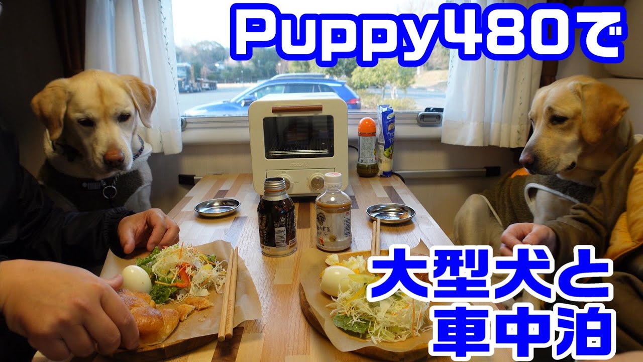 Puppy480 大型犬と車中泊 | 豊前おこしかけ