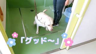 盲導犬の排泄について～準備から片付けまで全てお見せします！～