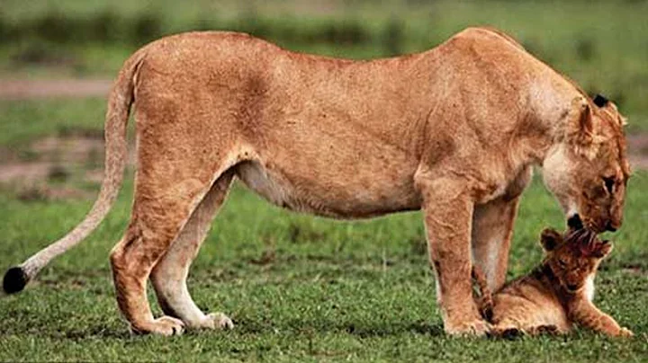 Lioness does the unthinkable to save her stranded baby cub  This is incredible