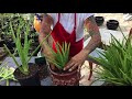 How important it is to have an Aloe plant around your house
