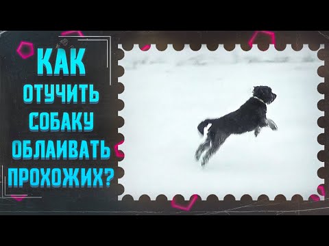 Как отучить облаивать прохожих(один из способов)