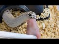 Memorial Day Hognose Feeding
