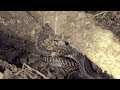 इस उपली में मिला सांपो का जखीरा, आप हैरान हो जाएंगे। Venomous Cobra Snake Rescue in Belapar