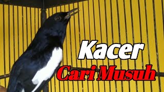 kacer cari musuh