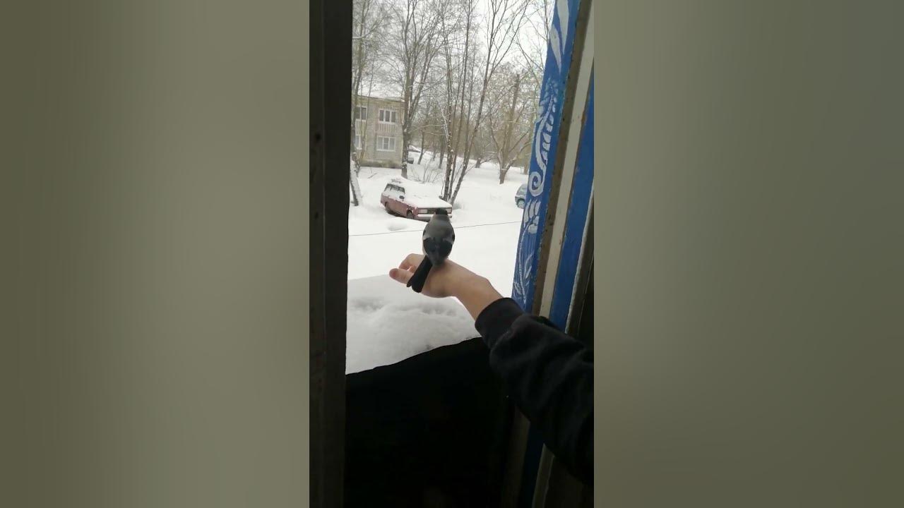 💥 Лети, пташка... - YouTube