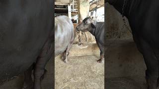 #dairyfarm #buffalo #buseness #trendingshorts #youtubeshorts