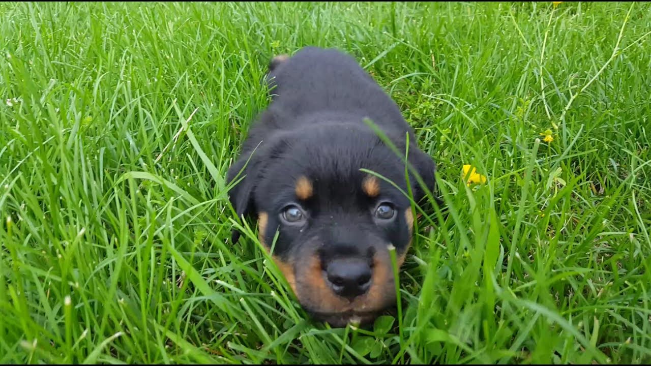 Adorable 7 Week Old Rottweiler Puppy'S First Trip To The Park : Kovu -  Youtube