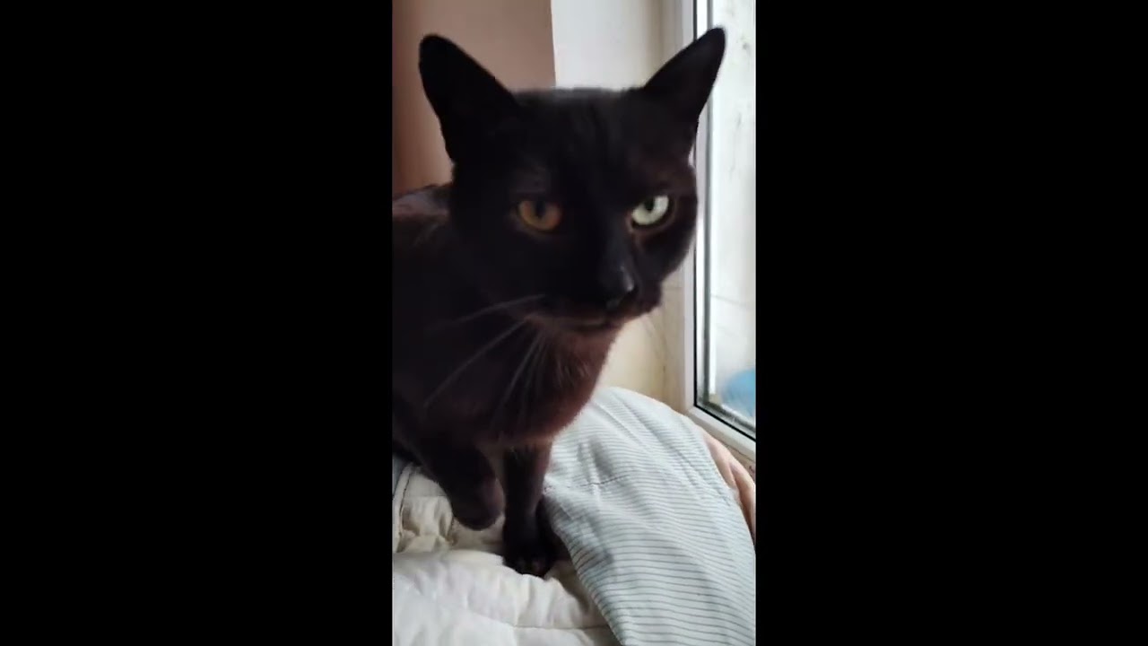 Котик Тьома