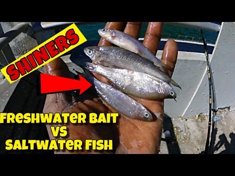 How To Catch SALTWATER Fish On FRESHWATER BAIT (SHINERS) 