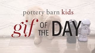 GIF of the Day! | Puppy vs Star Wars - Pottery Barn Kids