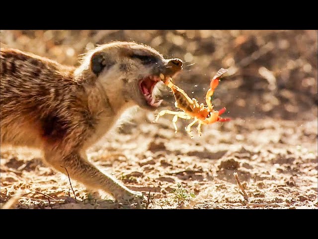 BBC Earth 50 Top Natural History Moments | 50-41 class=