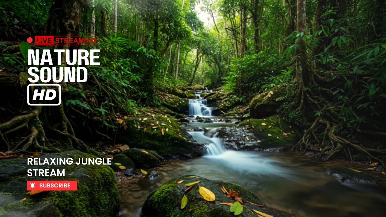 Relaxing Jungle Stream | Nature Ambience for Smart TV & Meditation Mountain Stream flowing