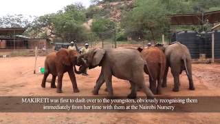 Kilabasi and Kanjoro graduate from the Nairobi Nursery to Ithumba | Sheldrick Trust