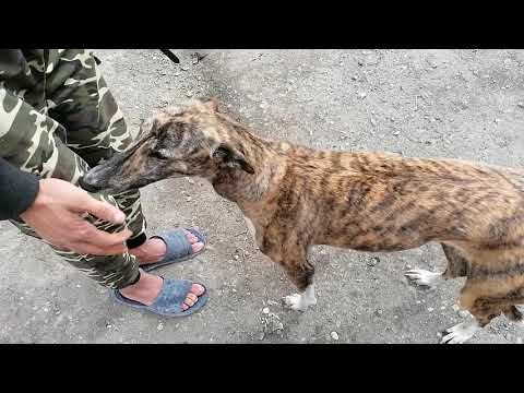 Video: Câine De Ogar Italian De Rasă Hipoalergenică, Sănătate și Durată De Viață