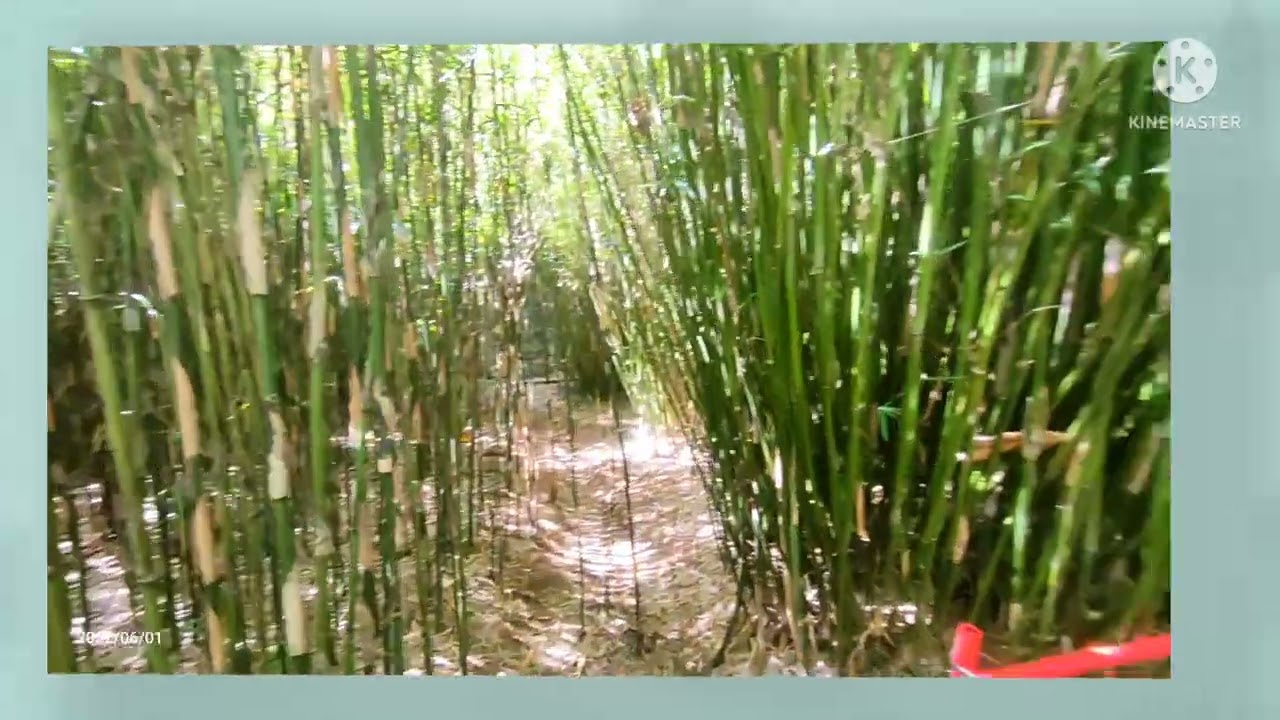 BAMBOO SANCTUARY ECO PARK | BAGUIO CITY,|TOURIST SPOTS WALKING TOUR ...