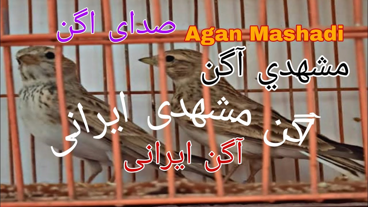 آگن مشهدی ایرانی  آگن ایرانی  مشهدی آگن افغانی آگن (صدای آگن ایرانی )(صدای آگن مشهدی ایرانی ) Agan