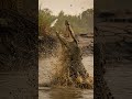 Como o Crocodilo Sobrevive: 3 Técnicas Mortais