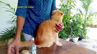 how to use organic virgin coconut oil on cats  ‍♀ how to prevent hair loss in cats