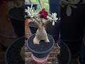 Rosa do deserto #adenium #rosadodesertobrasil #rosadodeserto #adeniumbonsai