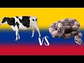 VACA VS BOA CONSTRICTORA