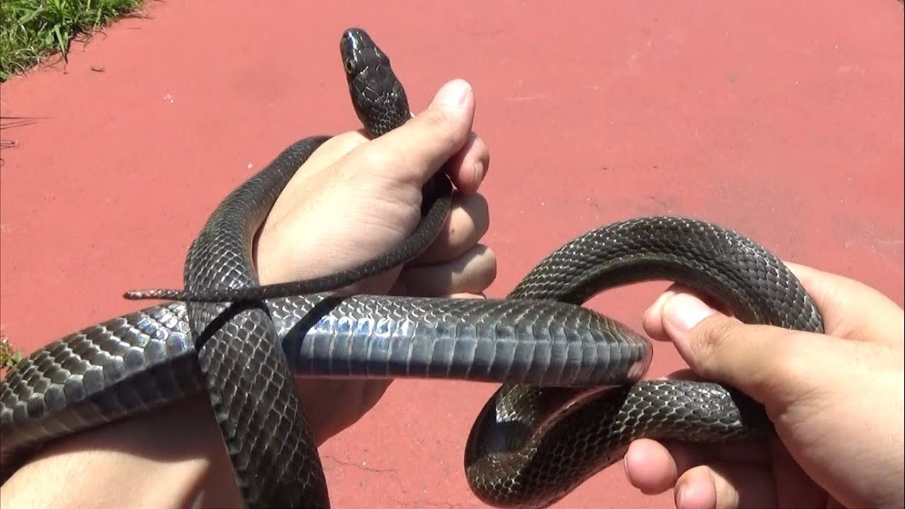 I caught a really scary snake on Tsushima Island. - YouTube