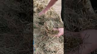 Pennsylvania 2nd Cutting Extra Large 3x3x7 Horse Hay Bales Lucky Duck Landing Farms