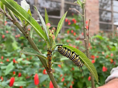 Video: Oleander Caterpillar Control i haver - Sådan slipper du af med Oleander Caterpillars