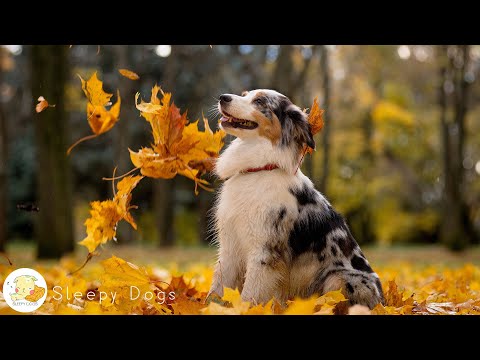 반려견을 위한 음악 🐶 분리 불안에 좋은 자장가 - 반려견을 위한 휴식, 힐링, 스트레스 해소 음악 🐶 강아지가 좋아하는 음악