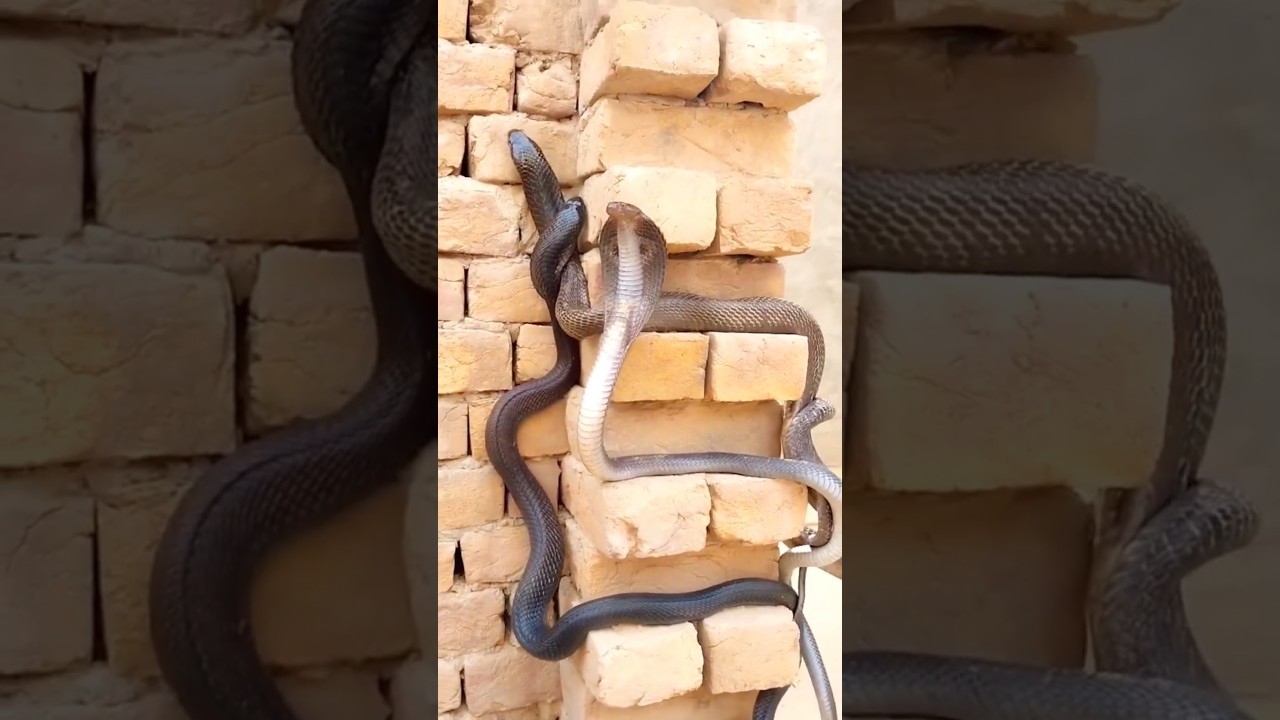 Snakes Climbing Wall Rare and Fascinating Moment 
