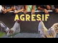 AYAM ADUAN TERBAIK YANG BERSIFAT AGRESIF