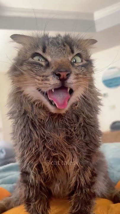 Part 23 #funny #cat#ForYouPage