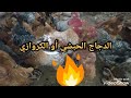 الدجاج الحبشي أو الكروازي،الاجابة على بعض الأسئلة