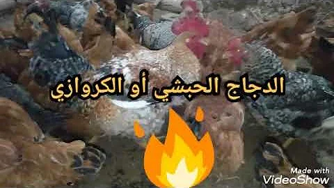تحميل الدجاج الحبشي Mp3