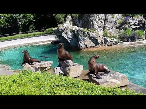 Видео: Кои са морските лъвове?