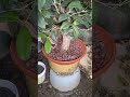 If you want osmanthus to grow well keep these few mnemonic rhymes in mind#Osmanthus