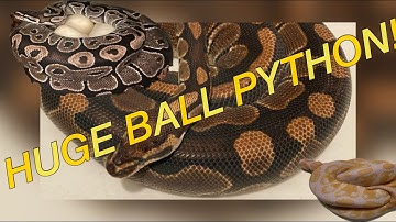 Huge Ball Python! Pulling Eggs and Clutch update - High Desert Pythons