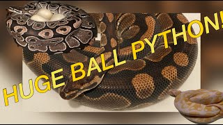 Celebrity Huge Ball Python! Pulling Eggs and Clutch update - High Desert Pythons Net Worth
