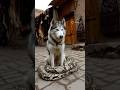 Dog And Python #funny #ytshorts #shorts