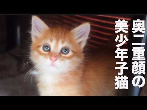 美少年茶トラ子猫、めぐる金色の面影 The goleden kitties - YouTube
