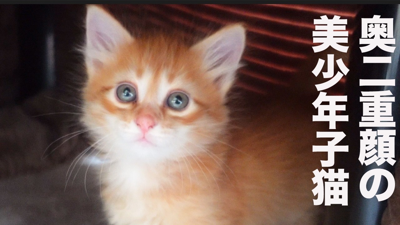 美少年茶トラ子猫、めぐる金色の面影 The goleden kitties - YouTube