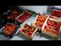 Сколько сортов томатов можно вырастить за сезон ? И сколько собрать семян ?