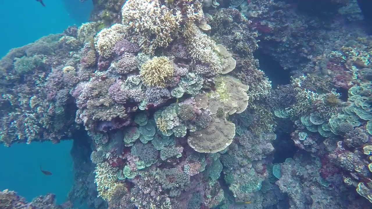 F 南方澳豆腐岬浮潛珊瑚礁 Youtube