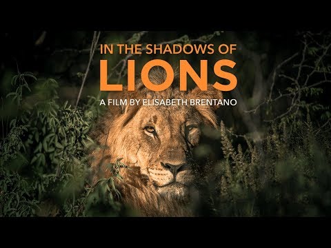 Videó: A Zimbabwe Lion Encounter Rosszul Irányított Védelmi Programot Jelent? Matador Network