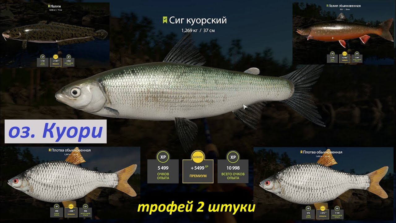 Налим плотва. Рр4 ряпушка на куори. Налим деревенские просторы. Налим плотва. Окунь линь карась пескарь.