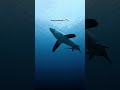 Expectation vs. Reality: Finding Sharks in the wild 🦈🫣 |  Scuba diving adventure #divng