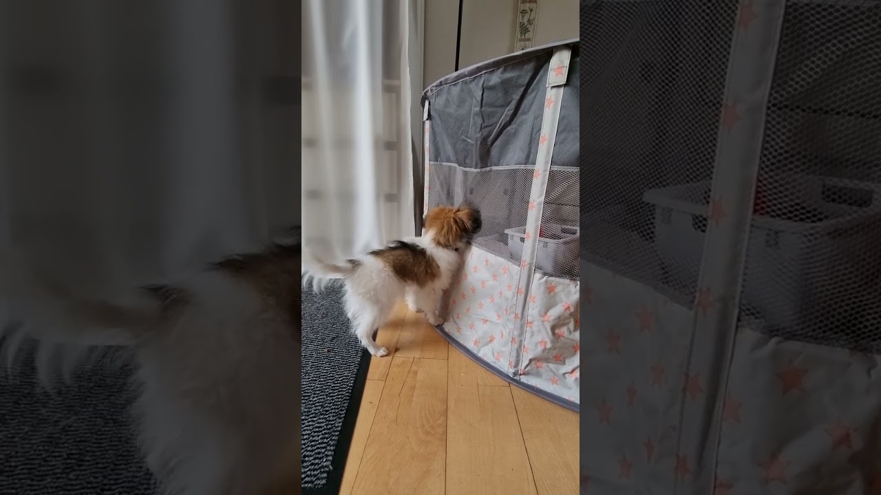 phalene puppy 4 months 2 weeks wants ball but has to give up in the end