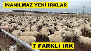 Ekranlarda İlk Kez Göreceğiniz Irklar (Bahri Dağdaş Araştırma Merkezi)