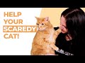 Make Your Scared Cat Less Shy! 5 Expert-Approved Tips