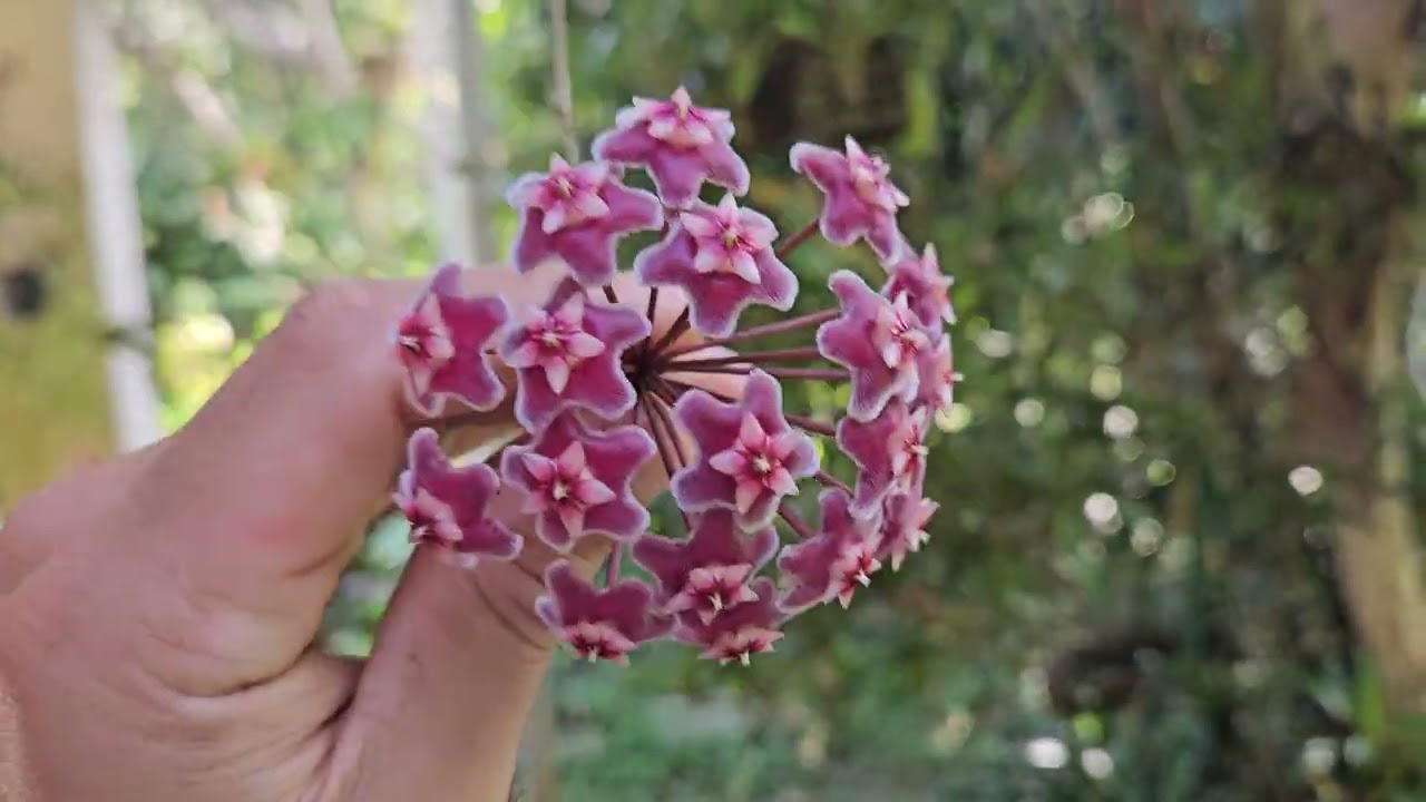 Íntegra: Por Que Minha Flor de Cera Não Floresce