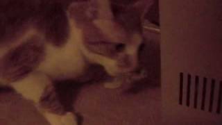 Snuggles the Cat Refuses to share by Shin Seiki Evan 737 views 12 years ago 54 seconds